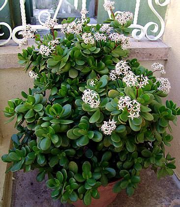 Informa Es Sobre Os Cuidados As Plantas De Jade Onduladas