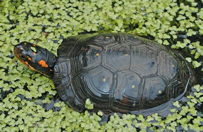 Turtles Of Virginia