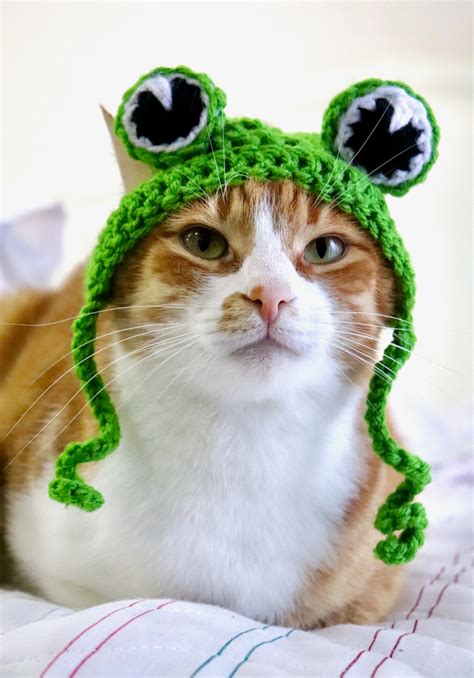 Frog Hat For Cats Funny Feline Frog Accessory Costume Frog Etsy