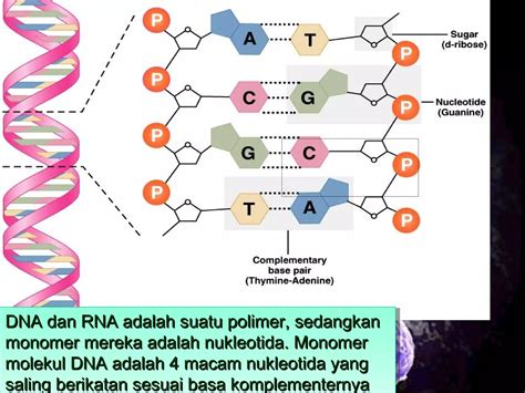 Ppt Materi Genetika PPT