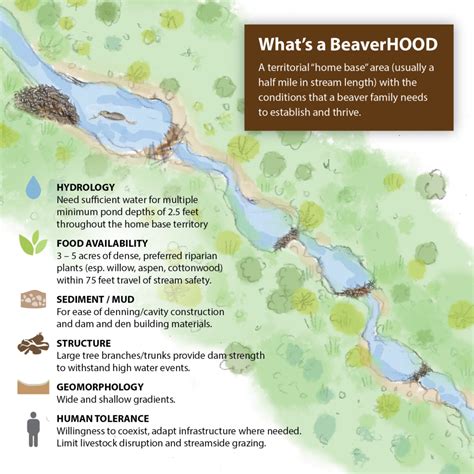 WHAT BEAVERS EAT – Western Beavers Cooperative