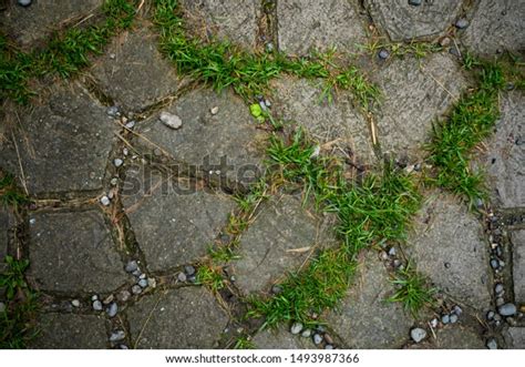 Texture Paving Slabs Overgrown Grass Background