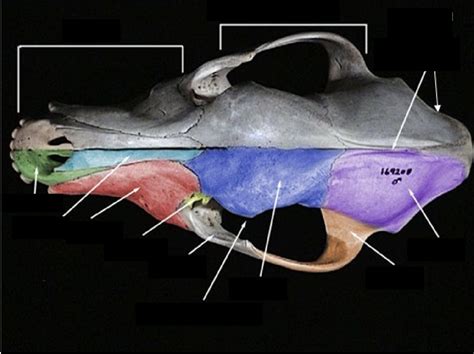 Mammal Skull Top View Diagram Quizlet