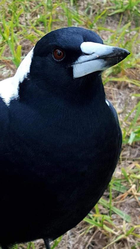 Magpie | Australian birds, Beautiful birds, Birds