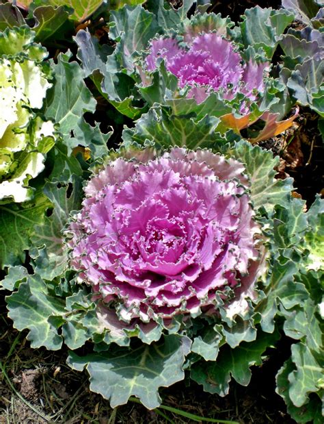 Brassica Oleracea Acephala Flores Colombia