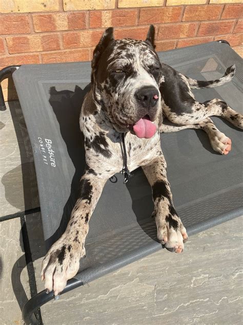 New training standards will be set for every American Mastiff 12