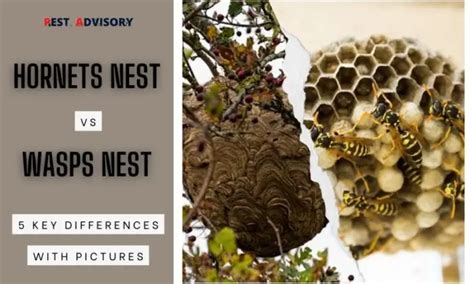 Hornets Vs Wasps Nests 5 Key Differences With Pictures