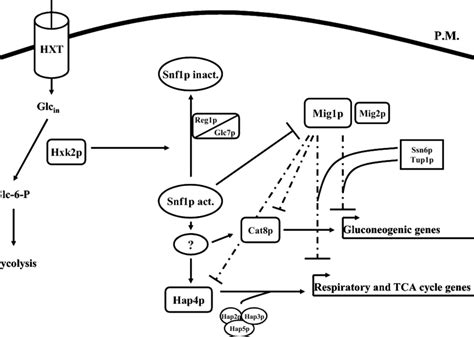 Simplified View Of The Glucose Signaling Pathway In S Cerevisiae