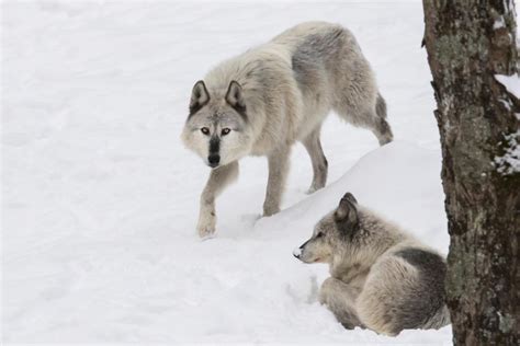 Tipos De Lobos Nombres Y Fotos