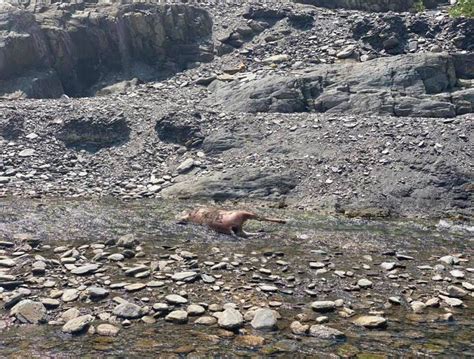 「沒有頭」丹大野溪驚見8水鹿屍 噴漆獵人被網友肉搜 生活 自由時報電子報