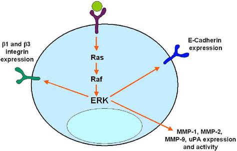 Figure From The Ras Raf Mek Erk And Pi K Akt Signaling Pathways