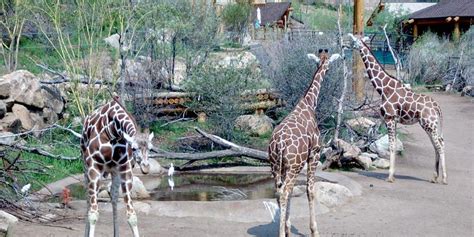 Cheyenne Mountain Zoo | Colorado Wildlife