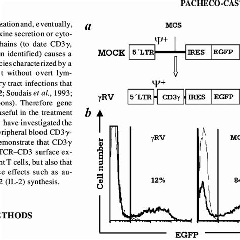 Retroviral Vectors And Pbl Transduction A Schematic Representation