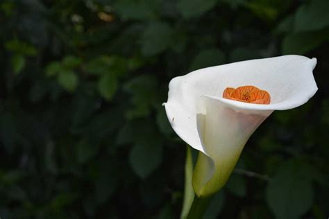 Care And Cultivation Of Calla Lilies A Comprehensive Guide For Success