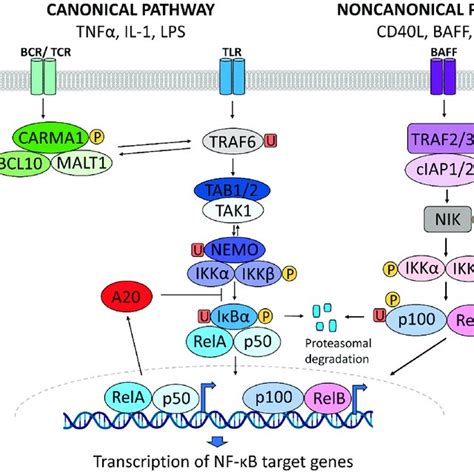 Activation Of The Canonical And Noncanonical Nf κb Signaling Pathway