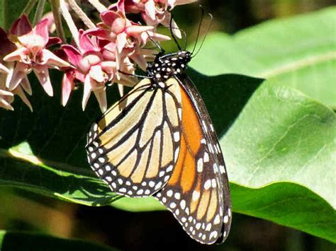 Texas Butterflies Pictures And Butterfly Identification Help