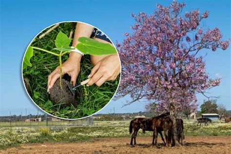 Peut on planter un Paulownia en France Cet arbre magnifique à la