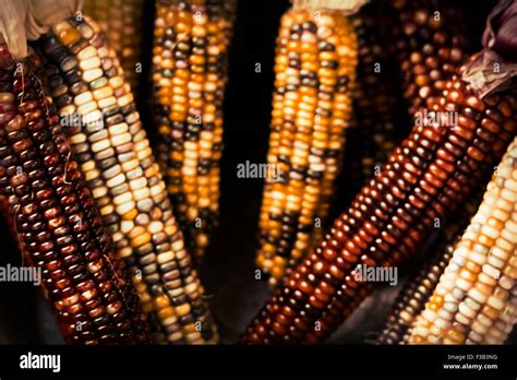 Dried Decorative Indian Corn For Autumn Themed Background Image Stock