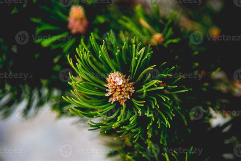 Pine cones on a pine tree 2501444 Stock Photo at Vecteezy