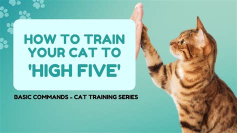 Feline High Five Teaching Your Cat To High Five Basic Commands 6