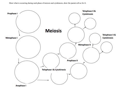 Amoeba Sisters Meiosis Worksheet Solution Amoeba Sisters Video Recap Of Meiosis Answers