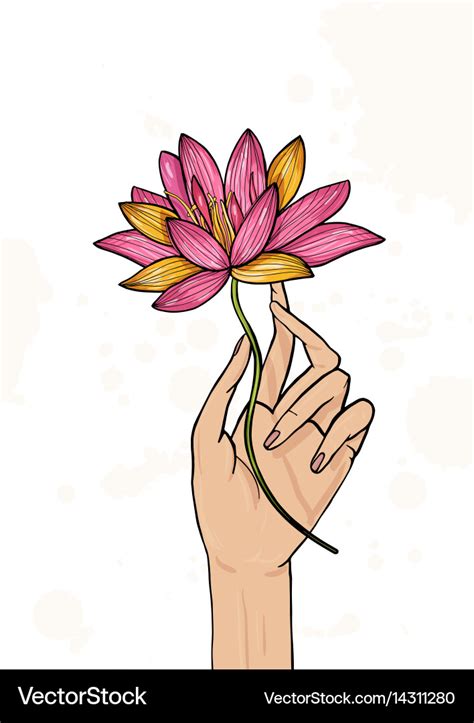 Hand Holding Lotus Flower Colorful Drawn Vector Image