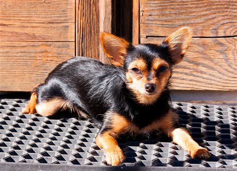 Chorkie - Temperament, Lifespan, Shedding, Puppy