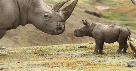 This Baby Rhino Is The Cutest Thing Weve Seen All Day Huffpost