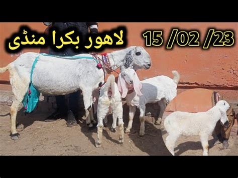 Update Wednesday Lahore Bakra Mandi Shahpur Kanjra Kato Mall 2023 YouTube