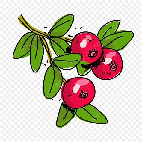 Cranberries Clip Art