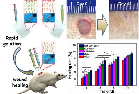 硕士研究生朱将赢等完成的研究论文被Materials Science Engineering C录用 江国华