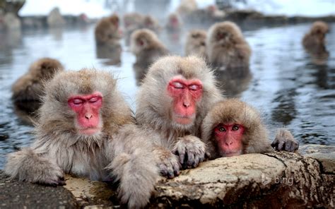 Snow Monkey Wallpapers Wallpaper Cave