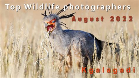 Wildlife Photo Competition Selection August Kgalagadi Photo