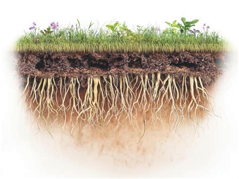 page   grass soil ecosystem pictures