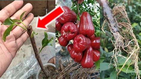 Bisa Penen Jambu Air Dalam Pot Teknik Terbaik Menanam Batang Jambu Air