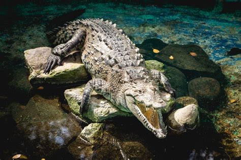 México Tiene Uno De Los Santuarios De Cocodrilos Más Importantes Del