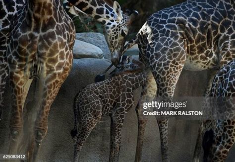 187 Baby Masai Giraffe Stock Photos, High-Res Pictures, and Images ...