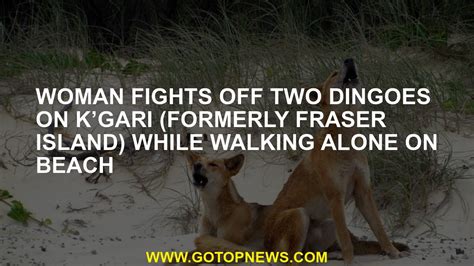 Woman Fights Off Two Dingoes On Kgari Formerly Fraser Island While