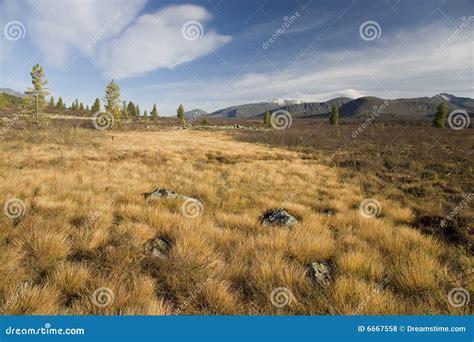 Mountain steppe and tundra stock photo. Image of taiga - 6667558