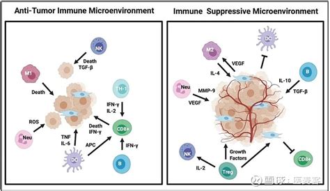 肿瘤免疫研究新手段 多重免疫组化技术概览（内含福利） 背景 肿瘤微环境 Tme 是肿瘤发生、发展、反应和抗肿瘤治疗的重要因素，在肿瘤的预后