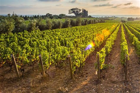 Tour de viñedos y bodegas por el valle de Apalta desde Santa Cruz