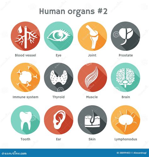 Sistema Del Vector De Iconos Planos Con Los órganos Humanos Ilustración