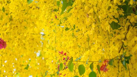 How To Successfully Grow A Golden Rain Tree