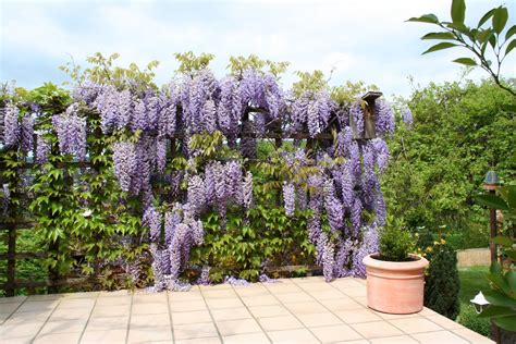 Glicynia Wisteria sadzenie uprawa i pielęgnacja Poradnik