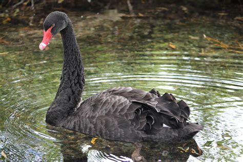 Black Swan Cygnus Atratus Zoochat