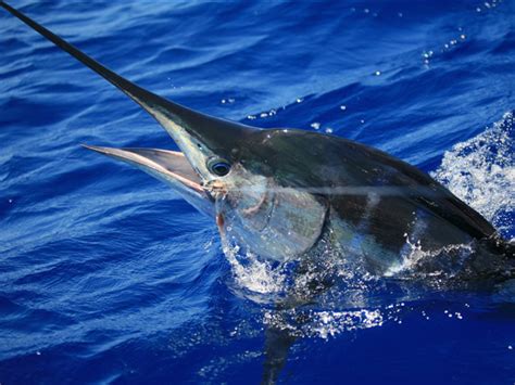 Targeting Australias Striped Marlin