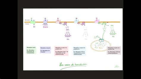 Communication Cellulaire Voies De Transduction Du Signal Youtube