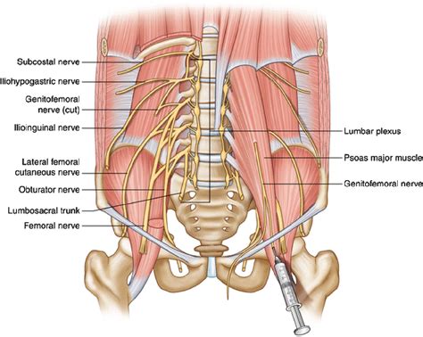 Lateral Femoral Cutaneous Nerve 57: Lateral Femoral Cutaneous