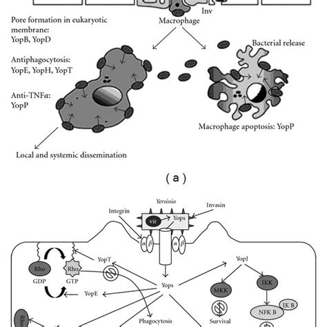 (PDF) Yersinia enterocolitica: Mode of Transmission, Molecular Insights ...