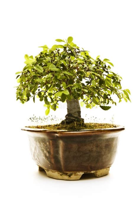 Bonsai Stock Photo Image Of Bonsai Tradition Asian